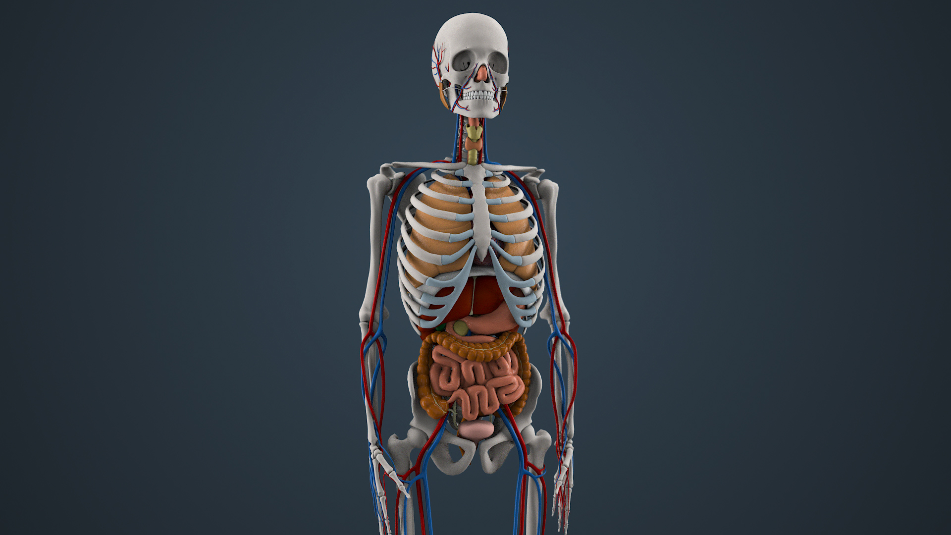 Functions of the Human Skeleton