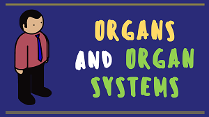 Year 8 - Organs and Organ Systems Presentation-image