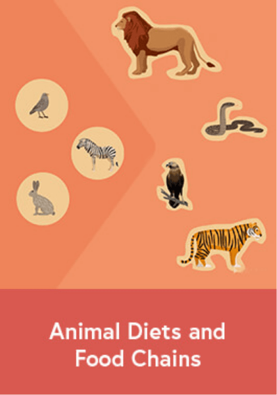 Animal Diets and Food Chains-image