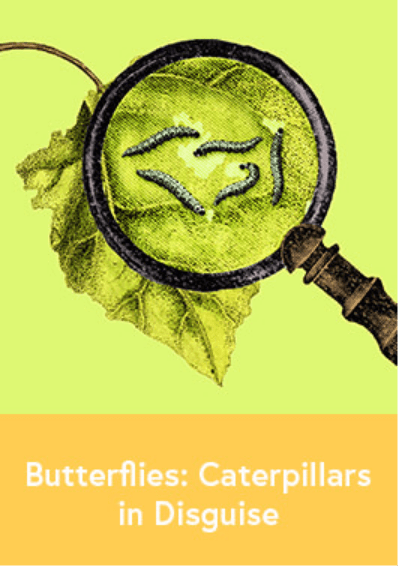 Butterflies: Caterpillars in Disguise-image