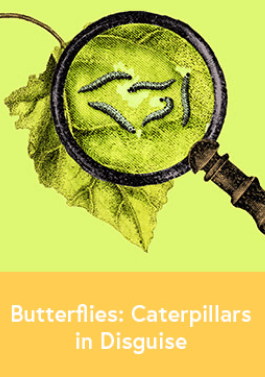 Butterflies: Caterpillars in Disguise-image