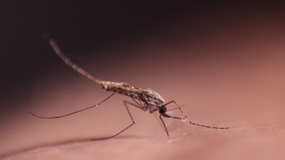 Causes of Malaria thumbnail image