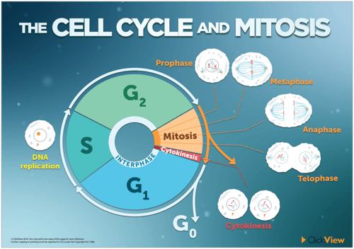 The Cell Cycle and Mitosis-image