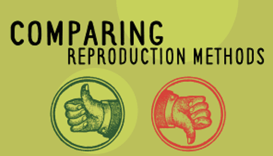 Year 8 - Comparing Reproduction Methods Presentation-image