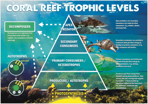 Coral Reef Trophic Levels -image