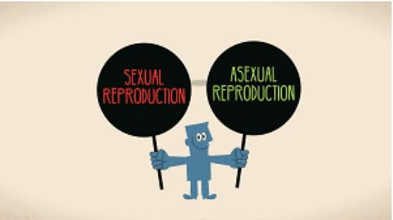 Year 8 - Sexual vs. Asexual Reproduction Presentation-image