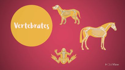 Classifying Animals: Vertebrates thumbnail image