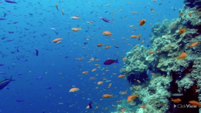 The Great Barrier Reef  thumbnail image