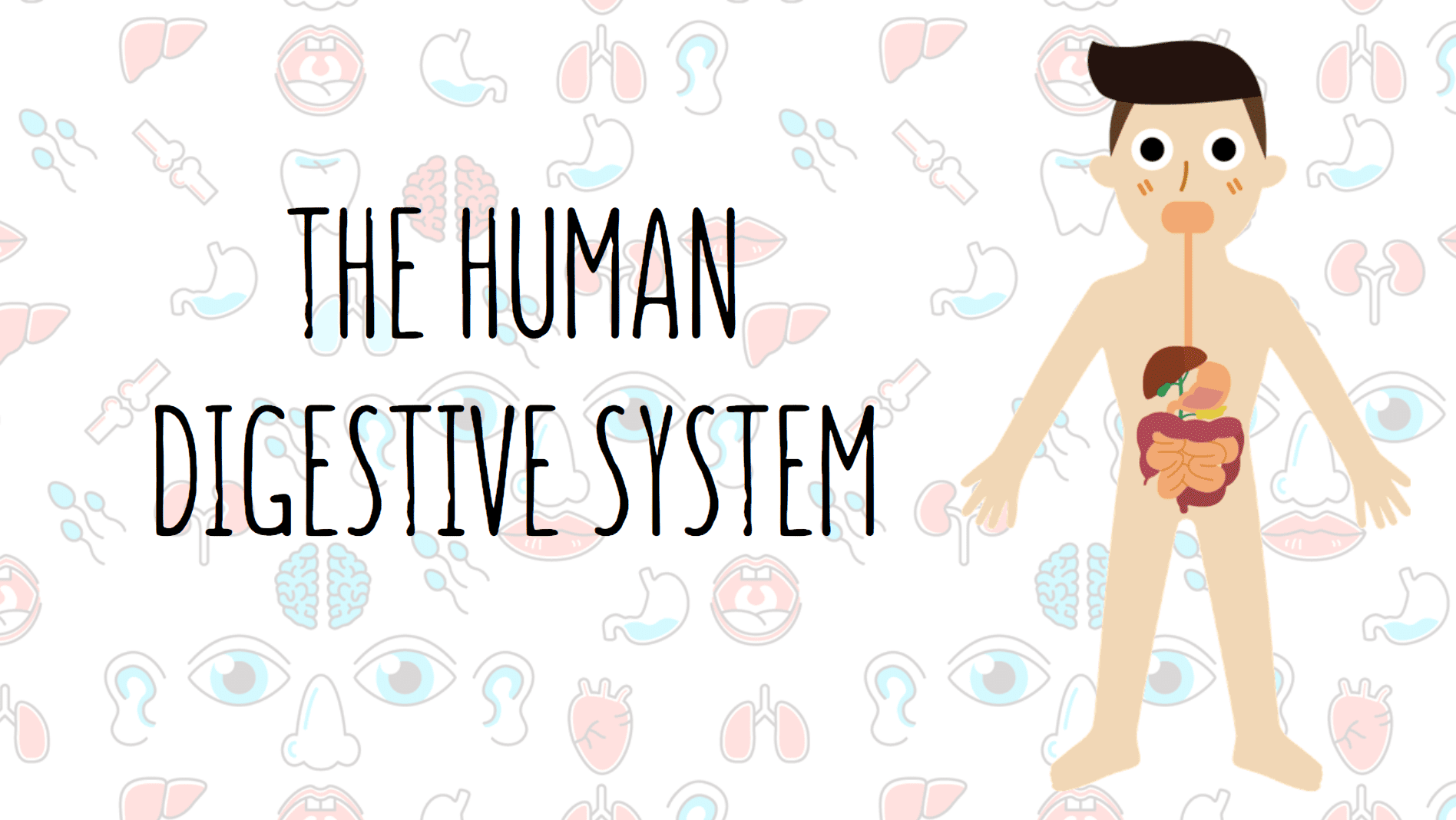 Year 9 - The Human Digestive System Presentation-image